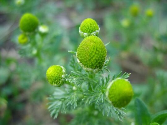 chamomile for the treatment of knee arthrosis