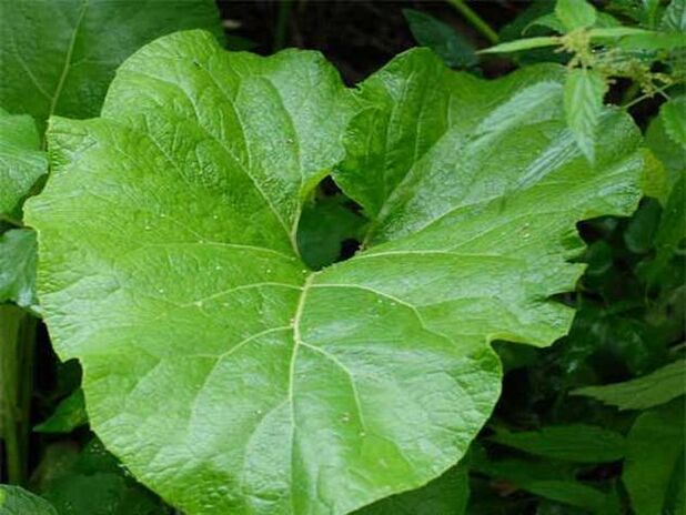 Burdock leaf compress to relieve pain in osteochondrosis of the back